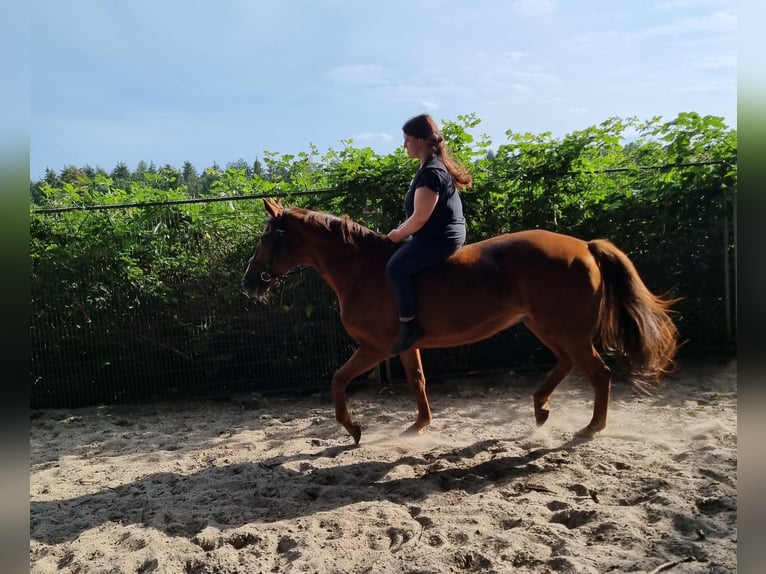 Autres races Croisé Jument 24 Ans 152 cm Alezan in Wildeshausen