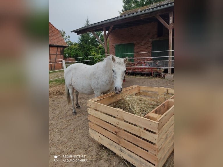 Autres races Jument 25 Ans 130 cm Gris pommelé in Bleckede