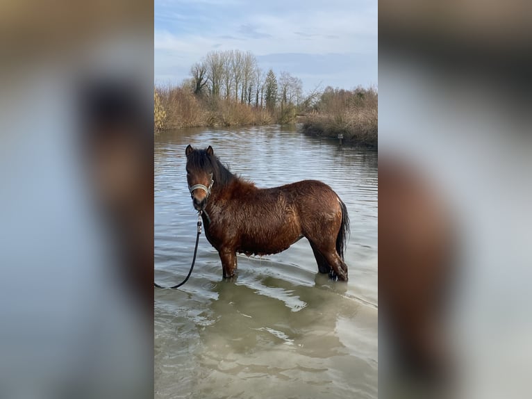 Autres races Jument 2 Ans 117 cm Bai in Albert