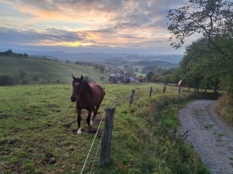 Autres races Croisé Jument 2 Ans 140 cm Bai in Mörlenbach