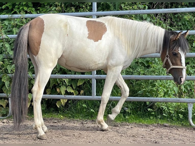 Autres races Jument 2 Ans 150 cm Isabelle in Niederaula