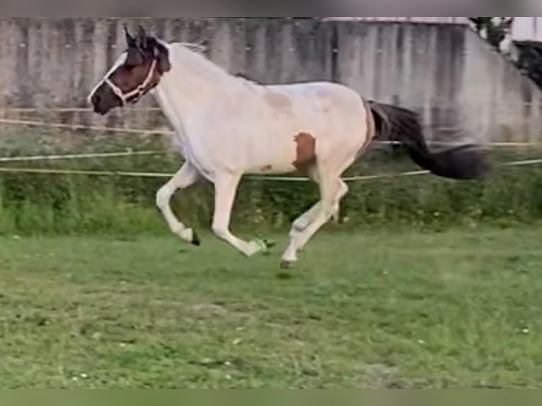 Autres races Jument 2 Ans 150 cm Isabelle in Niederaula