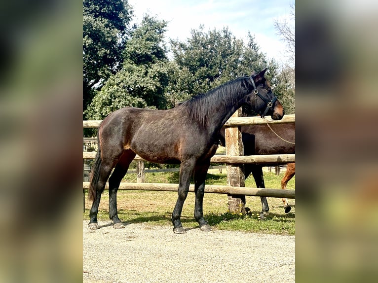 Autres races Jument 2 Ans 165 cm Bai brun in Mornas
