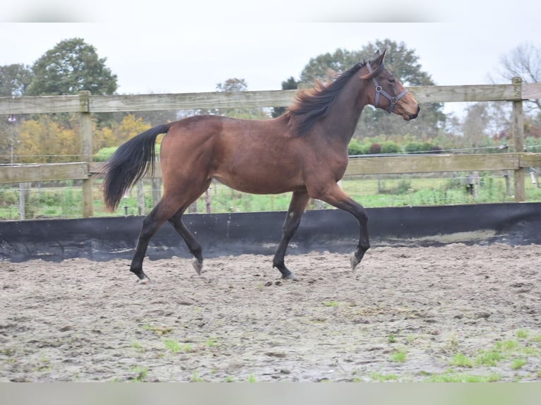 Autres races Jument 2 Ans Bai brun in Achtmaal