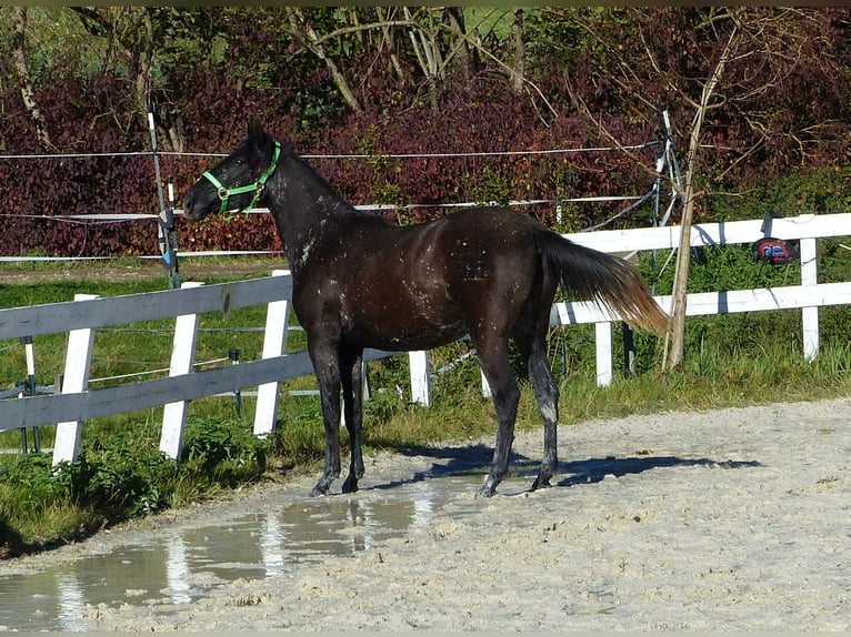 Autres races Jument 2 Ans Bai brun foncé in Beutelsbach