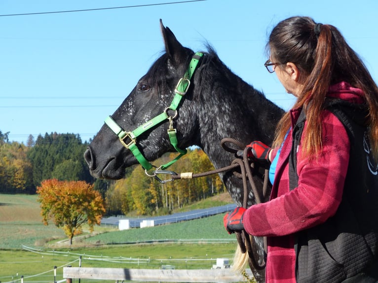 Autres races Jument 2 Ans Bai brun foncé in Beutelsbach
