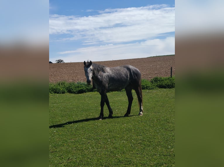 Autres races Jument 2 Ans Bai in Kietlin