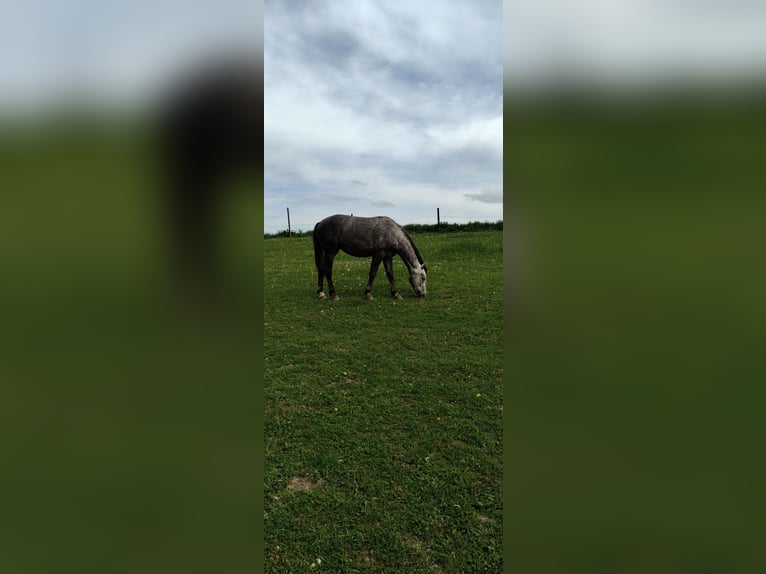 Autres races Jument 2 Ans Bai in Kietlin