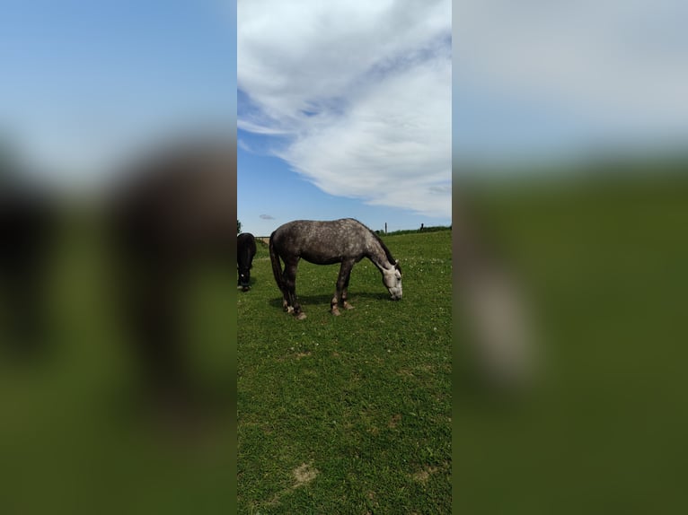 Autres races Jument 2 Ans Bai in Kietlin