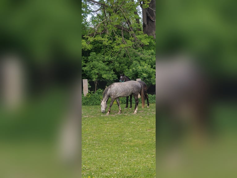 Autres races Jument 2 Ans Bai in Kietlin