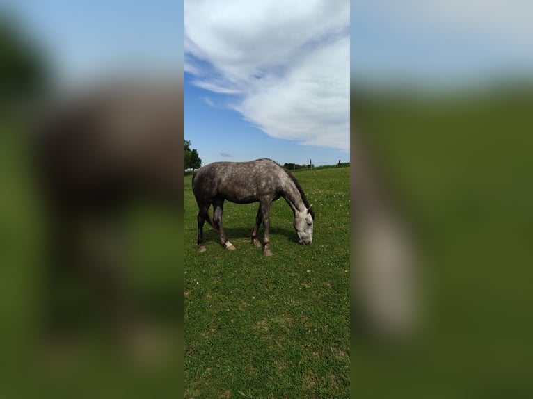 Autres races Jument 2 Ans Bai in Kietlin