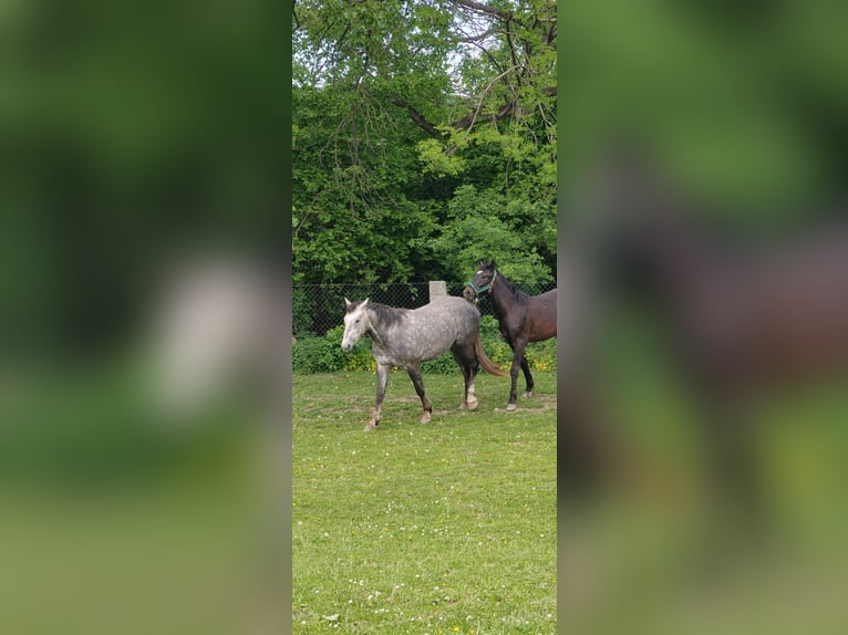 Autres races Jument 2 Ans Bai in Kietlin