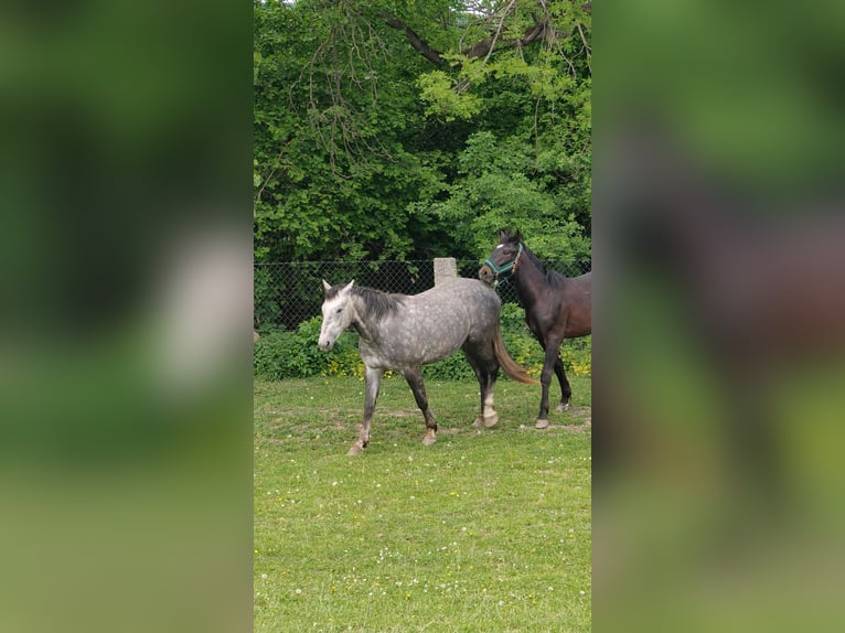 Autres races Jument 2 Ans Bai in Kietlin