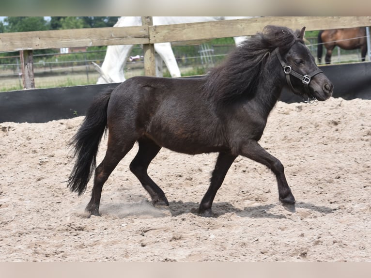 Autres races Jument 2 Ans Noir in Achtmaal