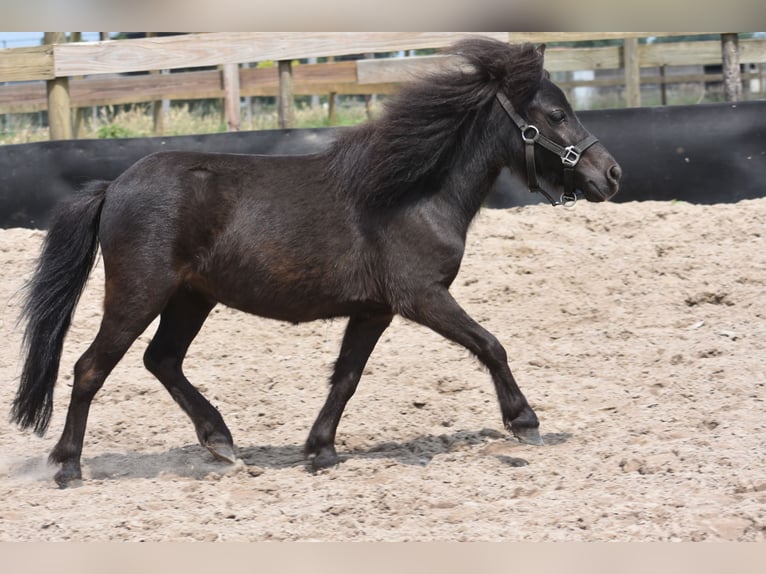 Autres races Jument 2 Ans Noir in Achtmaal