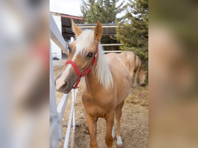 Autres races Jument 2 Ans Perle in Alcalá de Henares