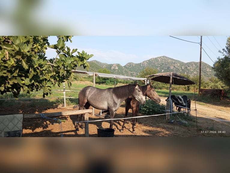 Autres races Jument 3 Ans 138 cm Rouan bleu in Sykia