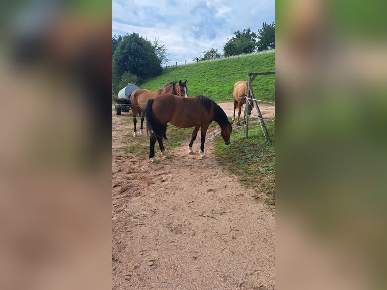 Autres races Croisé Jument 3 Ans 140 cm Bai in Rimbach