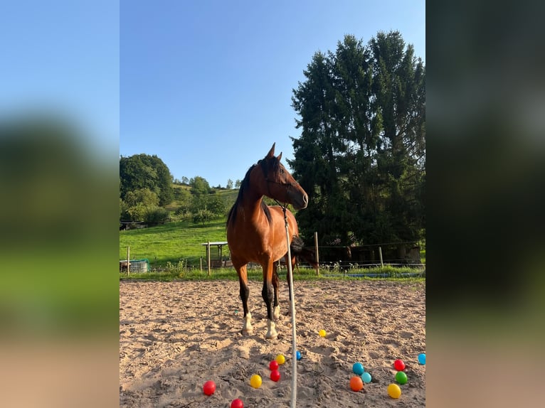 Autres races Croisé Jument 3 Ans 140 cm Bai in Rimbach