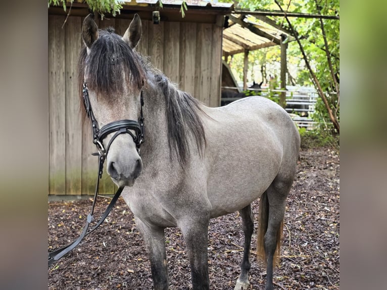 Autres races Jument 3 Ans 146 cm Gris in Schwäbisch Gmünd