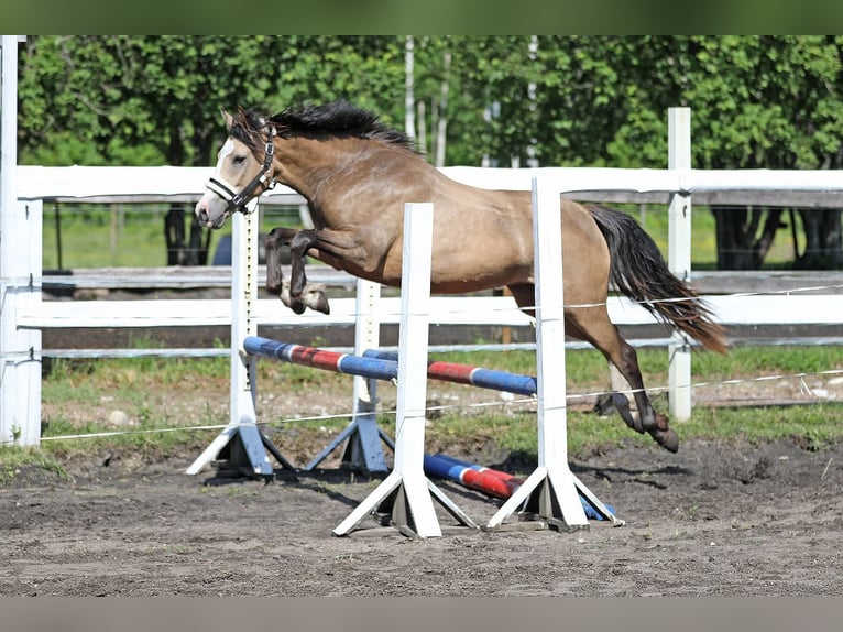 Autres races Jument 3 Ans 147 cm Buckskin in Riguldi