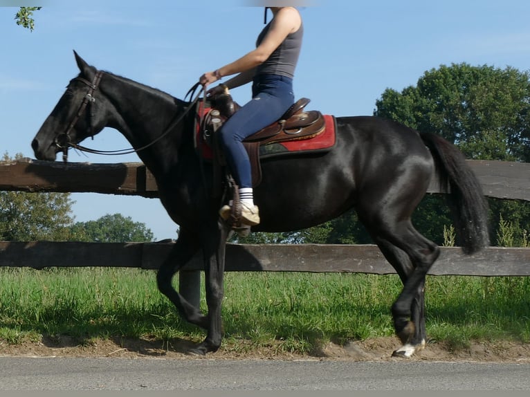 Autres races Jument 3 Ans 149 cm Noir in Lathen