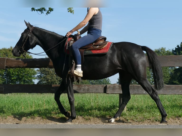 Autres races Jument 3 Ans 149 cm Noir in Lathen