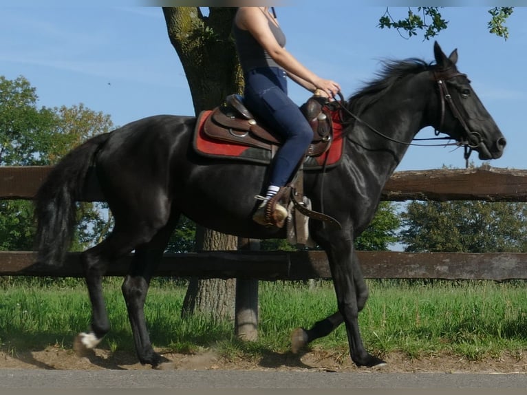 Autres races Jument 3 Ans 149 cm Noir in Lathen