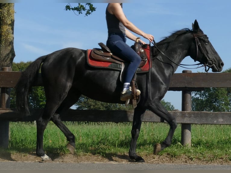 Autres races Jument 3 Ans 149 cm Noir in Lathen