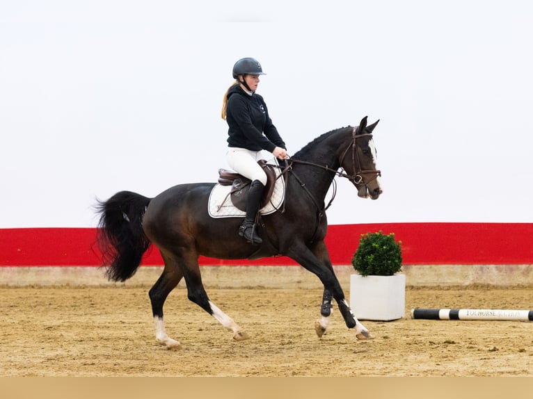 Autres races Jument 3 Ans 150 cm Bai brun in Waddinxveen