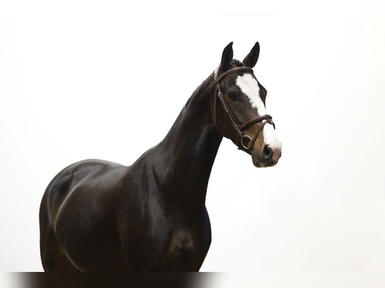 Autres races Jument 3 Ans 150 cm Bai brun in Waddinxveen