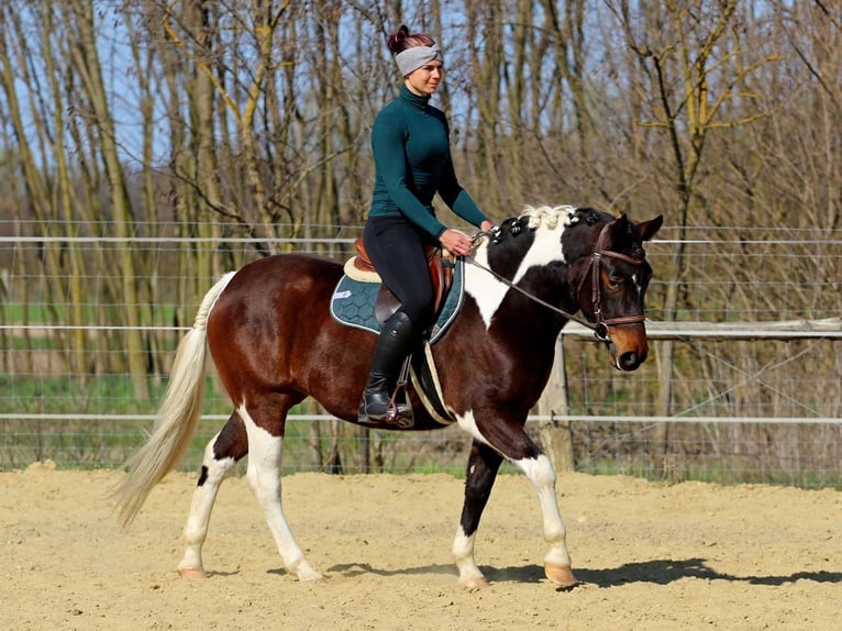 Autres races Croisé Jument 3 Ans 150 cm Pinto in Pér