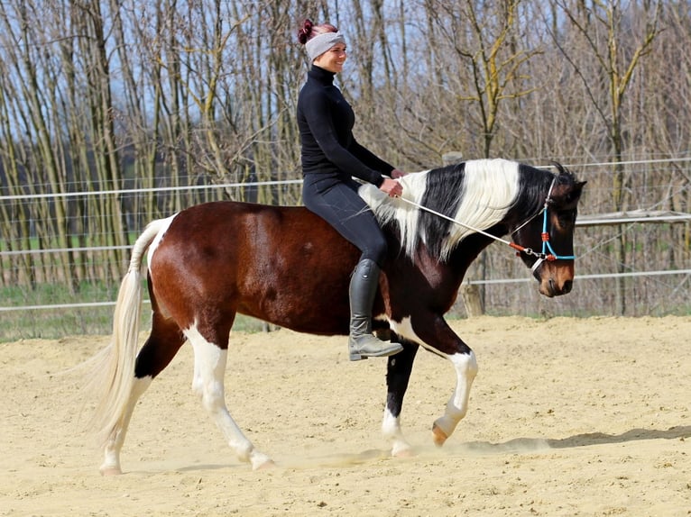 Autres races Jument 3 Ans 150 cm Pinto in Pér