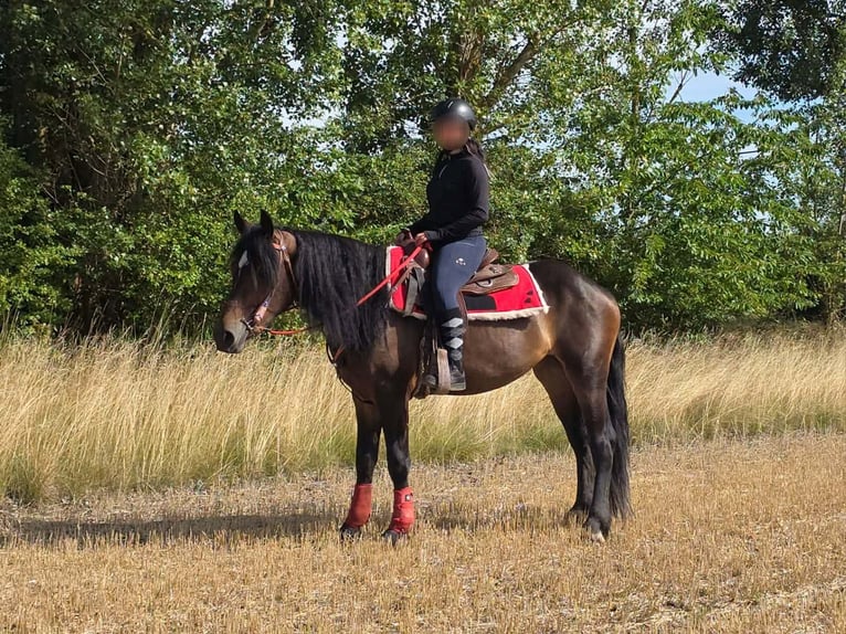 Autres races Jument 3 Ans 152 cm Bai in Linkenbach