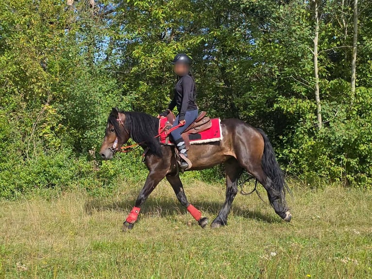 Autres races Jument 3 Ans 152 cm Bai in Linkenbach