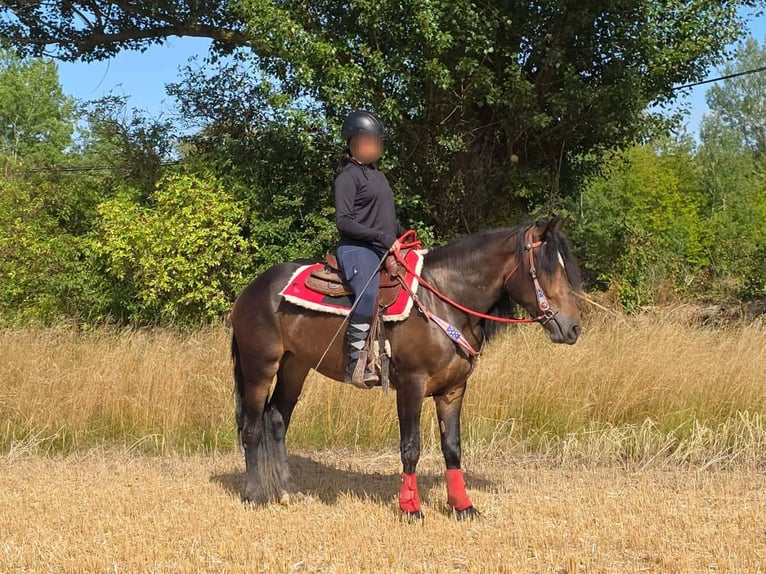 Autres races Jument 3 Ans 152 cm Bai in Linkenbach