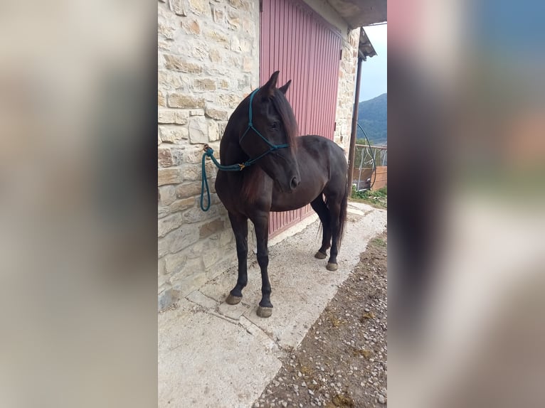 Autres races Croisé Jument 3 Ans 152 cm Noir in Valsamoggia