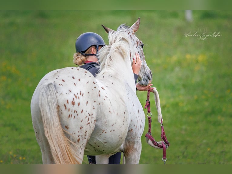 Autres races Jument 3 Ans 153 cm Léopard in Milejewo