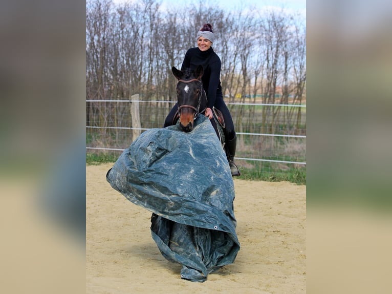 Autres races Croisé Jument 3 Ans 153 cm Pinto in Pér