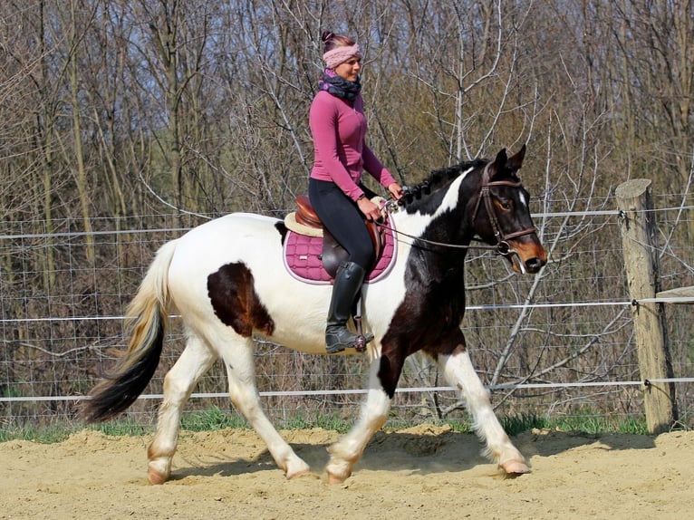 Autres races Croisé Jument 3 Ans 153 cm Pinto in Pér