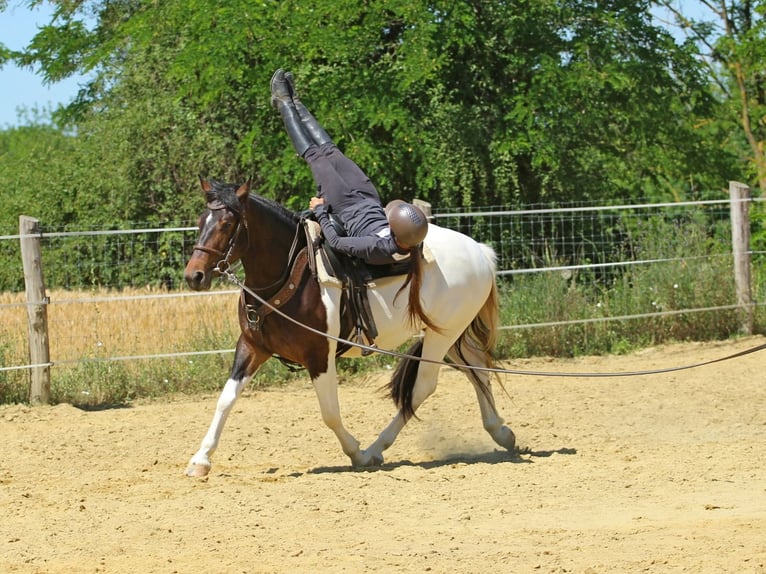 Autres races Jument 3 Ans 155 cm Pinto in Pér