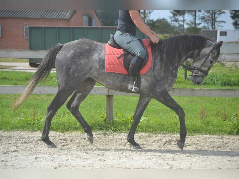 Autres races Jument 3 Ans 157 cm Gris in wuustwezel