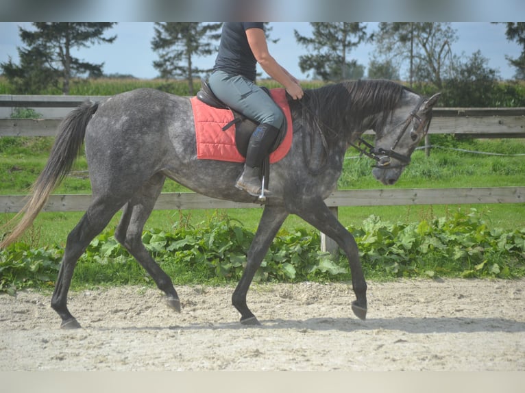 Autres races Jument 3 Ans 157 cm Gris in wuustwezel