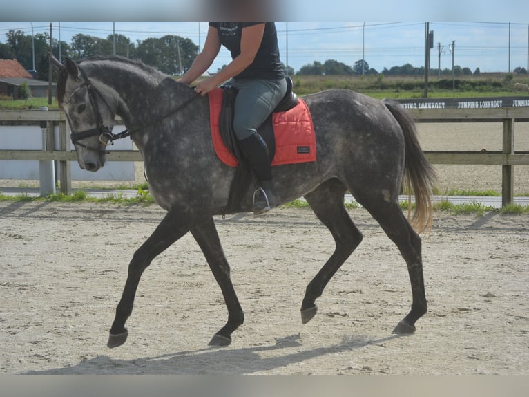 Autres races Jument 3 Ans 157 cm Gris in wuustwezel