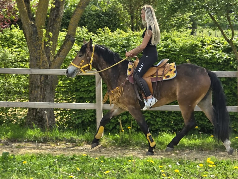 Autres races Jument 3 Ans 158 cm Bai in Linkenbach