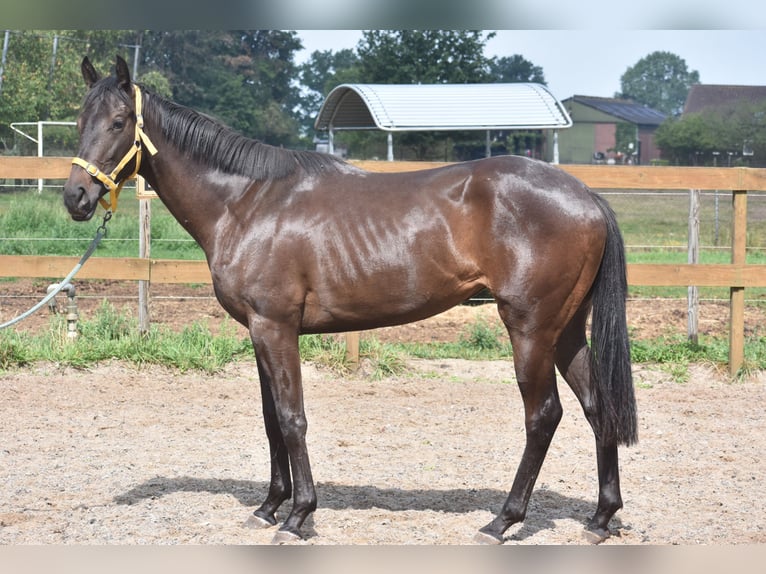 Autres races Jument 3 Ans 160 cm Bai brun in Achtmaal