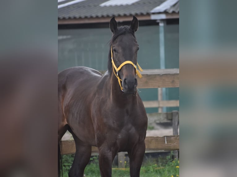 Autres races Jument 3 Ans 160 cm Bai brun in Achtmaal