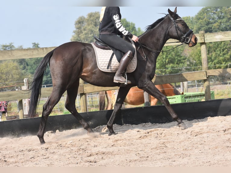 Autres races Jument 3 Ans 162 cm Bai brun in Achtmaal