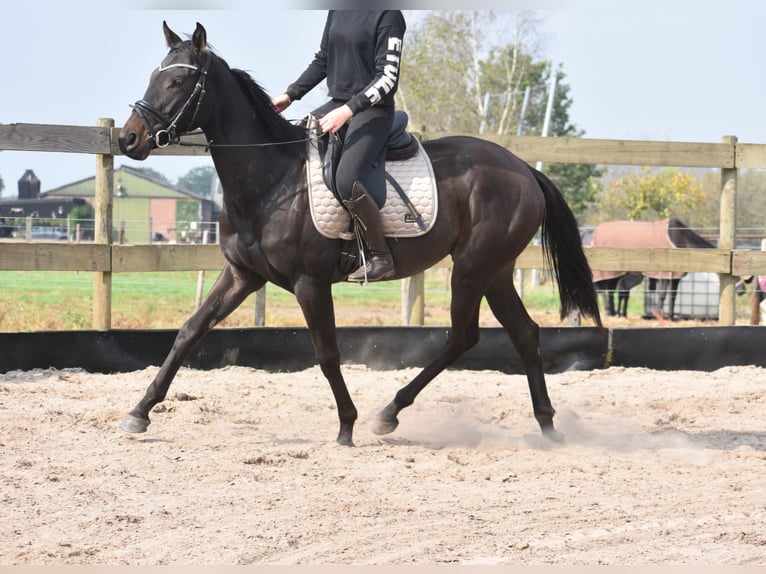 Autres races Jument 3 Ans 162 cm Bai brun in Achtmaal