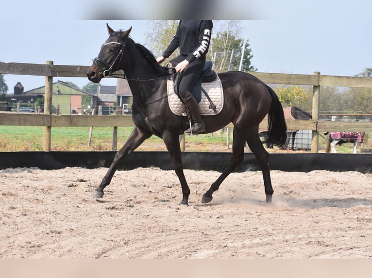 Autres races Jument 3 Ans 162 cm Bai brun in Achtmaal